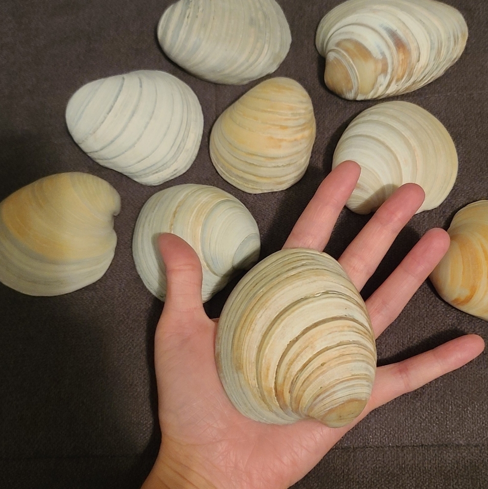 3 Random Natural Venus Clam Shells - Picture 7 of 10